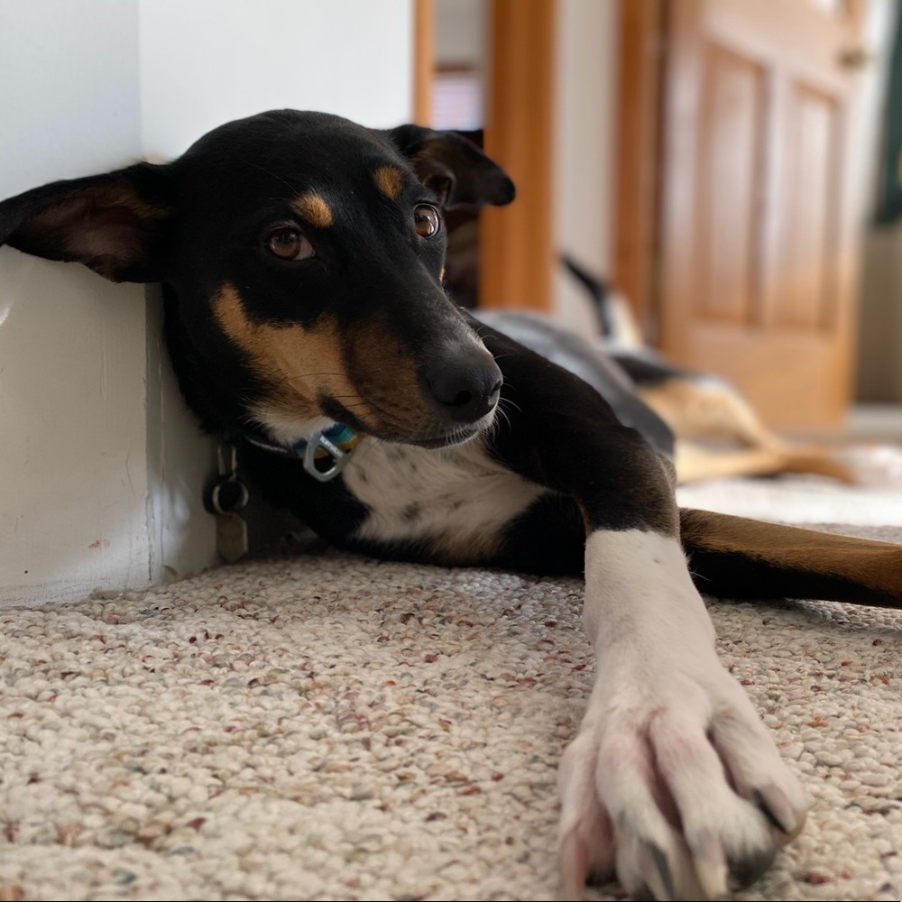 Meet your Posher, Sydney